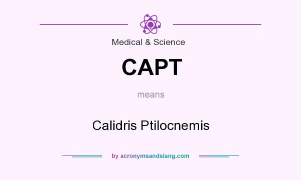 What does CAPT mean? It stands for Calidris Ptilocnemis
