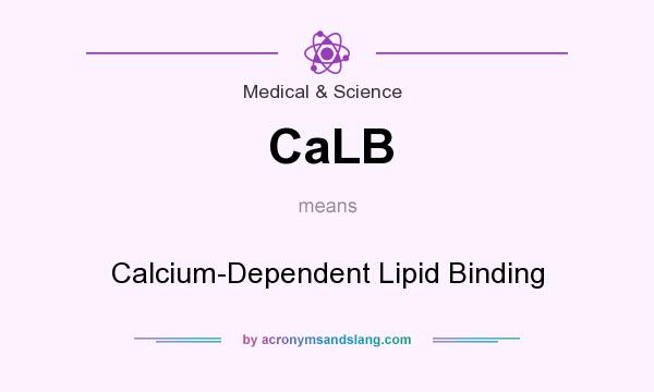 What does CaLB mean? It stands for Calcium-Dependent Lipid Binding