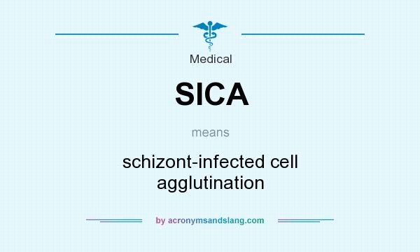 What does SICA mean? It stands for schizont-infected cell agglutination
