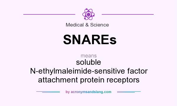 What does SNAREs mean? It stands for soluble N-ethylmaleimide-sensitive factor attachment protein receptors