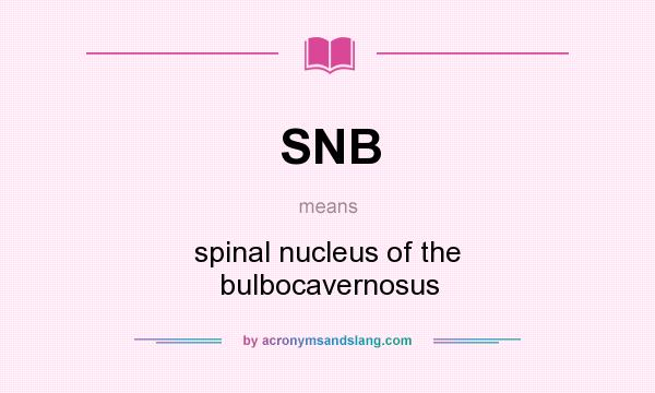 What does SNB mean? It stands for spinal nucleus of the bulbocavernosus