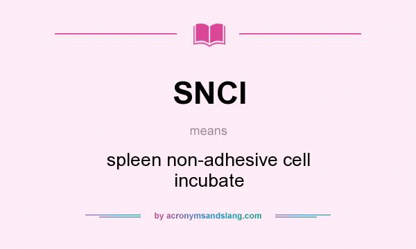 What does SNCI mean? It stands for spleen non-adhesive cell incubate