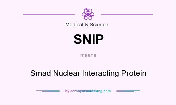 What does SNIP mean? It stands for Smad Nuclear Interacting Protein