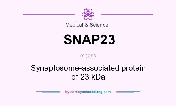 What does SNAP23 mean? It stands for Synaptosome-associated protein of 23 kDa
