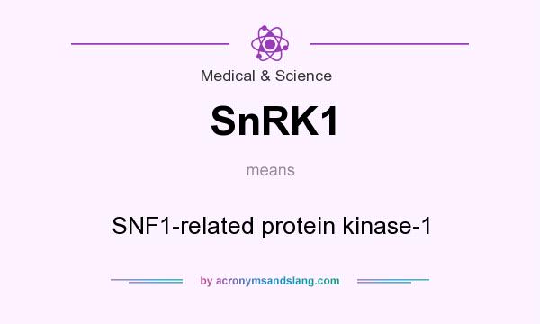 What does SnRK1 mean? It stands for SNF1-related protein kinase-1