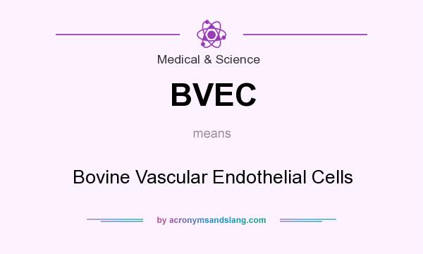 What does BVEC mean? It stands for Bovine Vascular Endothelial Cells