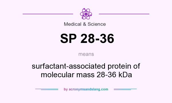 What does SP 28-36 mean? It stands for surfactant-associated protein of molecular mass 28-36 kDa