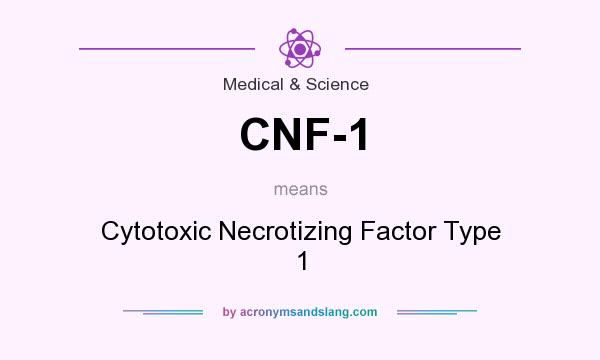 What does CNF-1 mean? It stands for Cytotoxic Necrotizing Factor Type 1