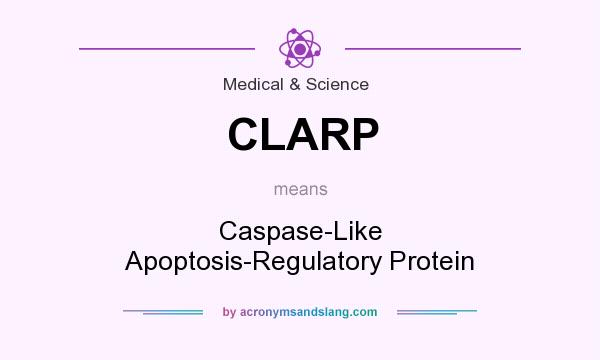 What does CLARP mean? It stands for Caspase-Like Apoptosis-Regulatory Protein