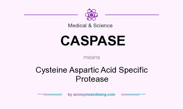 What does CASPASE mean? It stands for Cysteine Aspartic Acid Specific Protease