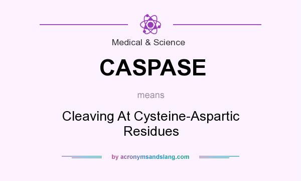 What does CASPASE mean? It stands for Cleaving At Cysteine-Aspartic Residues