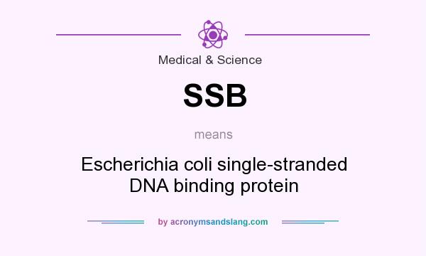 What does SSB mean? It stands for Escherichia coli single-stranded DNA binding protein