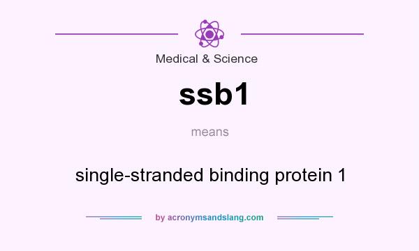 What does ssb1 mean? It stands for single-stranded binding protein 1
