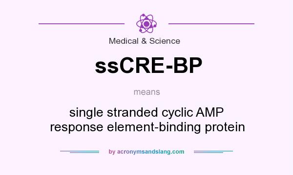 What does ssCRE-BP mean? It stands for single stranded cyclic AMP response element-binding protein
