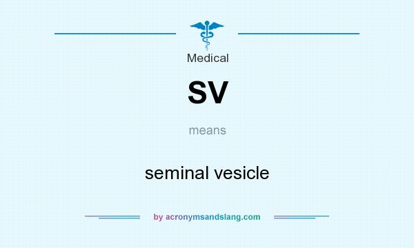 What does SV mean? It stands for seminal vesicle