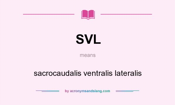What does SVL mean? It stands for sacrocaudalis ventralis lateralis