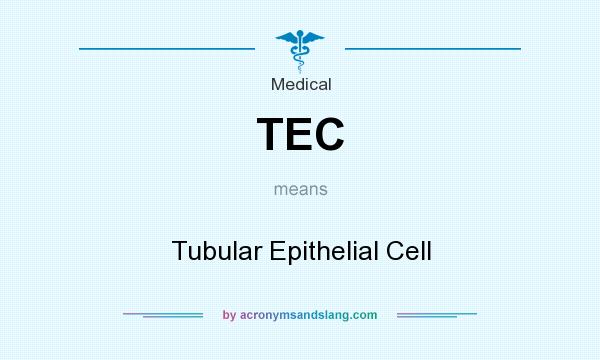 What does TEC mean? It stands for Tubular Epithelial Cell