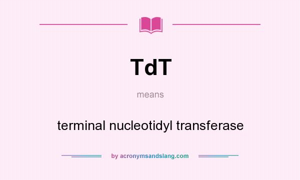 What does TdT mean? It stands for terminal nucleotidyl transferase