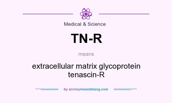 What does TN-R mean? It stands for extracellular matrix glycoprotein tenascin-R