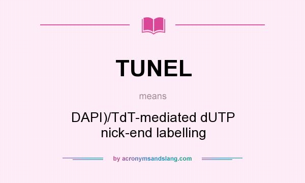 What does TUNEL mean? It stands for DAPI)/TdT-mediated dUTP nick-end labelling