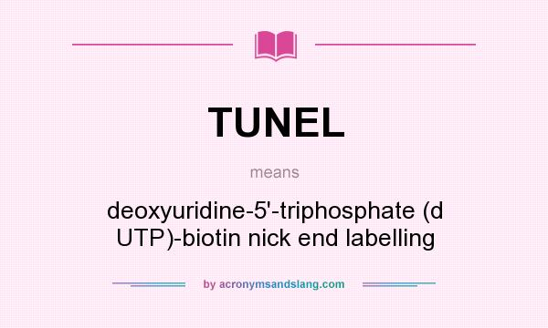 What does TUNEL mean? It stands for deoxyuridine-5`-triphosphate (d UTP)-biotin nick end labelling