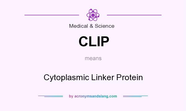 What does CLIP mean? It stands for Cytoplasmic Linker Protein