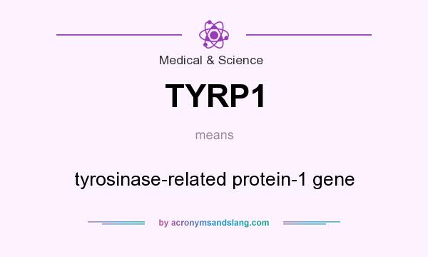 What does TYRP1 mean? It stands for tyrosinase-related protein-1 gene