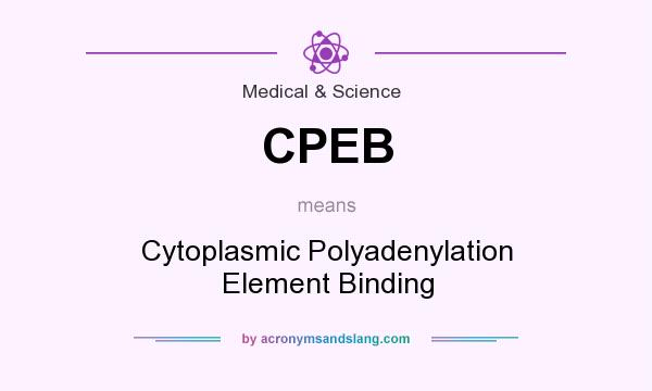 What does CPEB mean? It stands for Cytoplasmic Polyadenylation Element Binding
