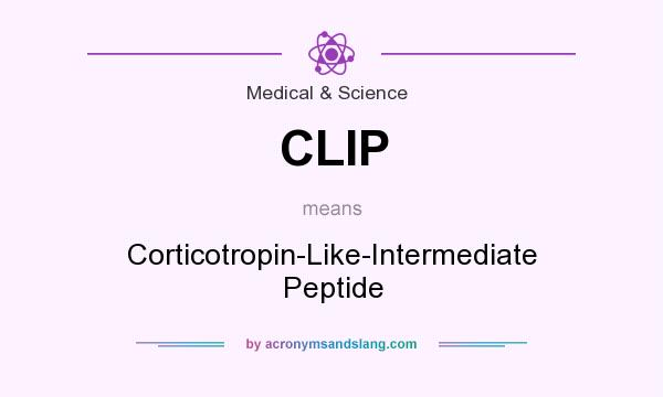What does CLIP mean? It stands for Corticotropin-Like-Intermediate Peptide