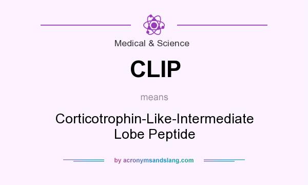What does CLIP mean? It stands for Corticotrophin-Like-Intermediate Lobe Peptide