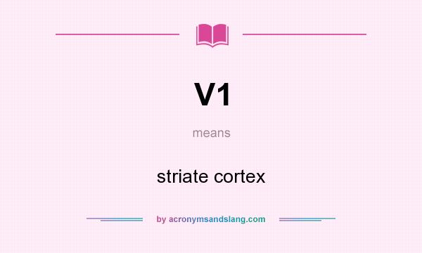 What does V1 mean? It stands for striate cortex