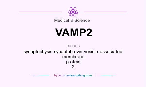What does VAMP2 mean? It stands for synaptophysin-synaptobrevin-vesicle-associated membrane protein 2