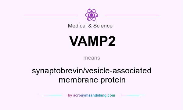 What does VAMP2 mean? It stands for synaptobrevin/vesicle-associated membrane protein