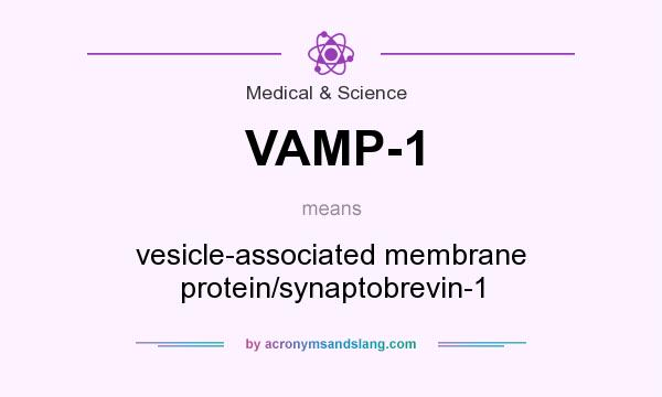 What does VAMP-1 mean? It stands for vesicle-associated membrane protein/synaptobrevin-1