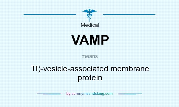 What does VAMP mean? It stands for TI)-vesicle-associated membrane protein