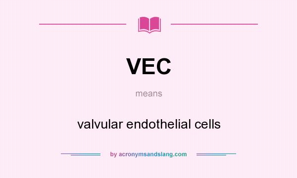 What does VEC mean? It stands for valvular endothelial cells