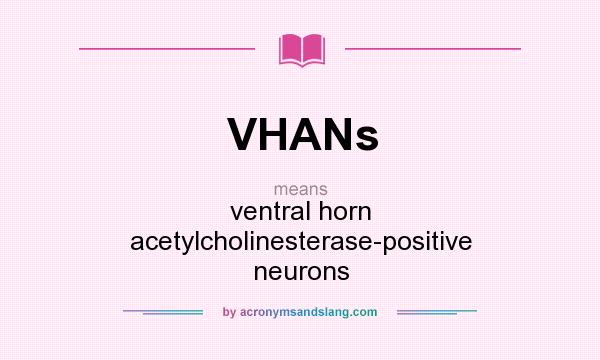 What does VHANs mean? It stands for ventral horn acetylcholinesterase-positive neurons
