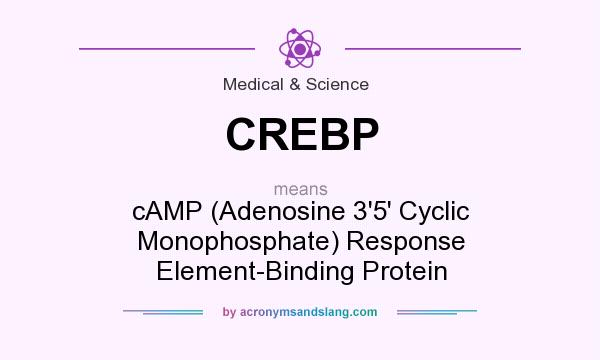 What does CREBP mean? It stands for cAMP (Adenosine 3`5` Cyclic Monophosphate) Response Element-Binding Protein