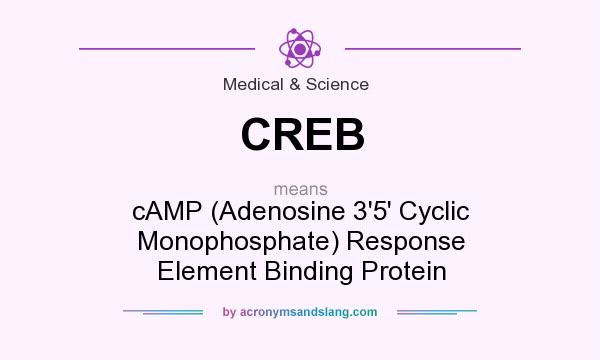 What does CREB mean? It stands for cAMP (Adenosine 3`5` Cyclic Monophosphate) Response Element Binding Protein