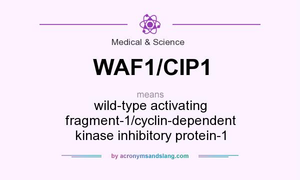 What does WAF1/CIP1 mean? It stands for wild-type activating fragment-1/cyclin-dependent kinase inhibitory protein-1