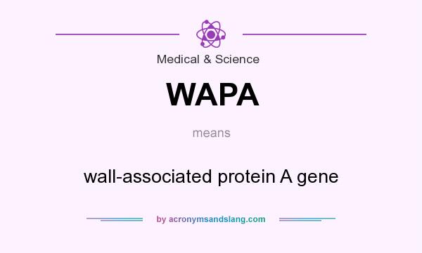 What does WAPA mean? It stands for wall-associated protein A gene