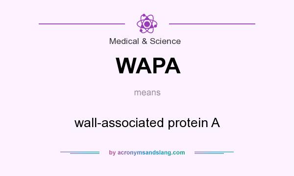 What does WAPA mean? It stands for wall-associated protein A
