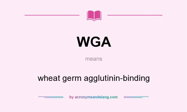 What does WGA mean? It stands for wheat germ agglutinin-binding