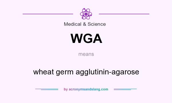 What does WGA mean? It stands for wheat germ agglutinin-agarose