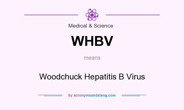 What does WHBV mean? It stands for Woodchuck Hepatitis B Virus