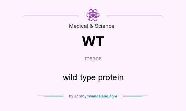 What does WT mean? It stands for wild-type protein