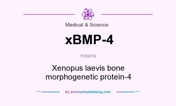 What does xBMP-4 mean? It stands for Xenopus laevis bone morphogenetic protein-4