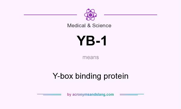 What does YB-1 mean? It stands for Y-box binding protein