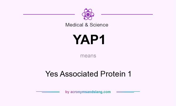 What does YAP1 mean? It stands for Yes Associated Protein 1