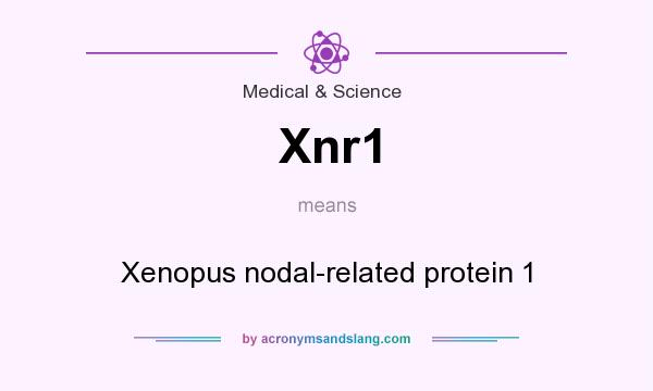 What does Xnr1 mean? It stands for Xenopus nodal-related protein 1